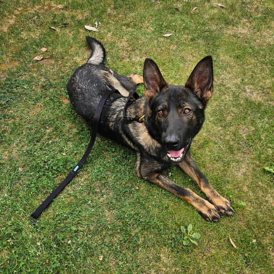 General Purpose (GP) Lead